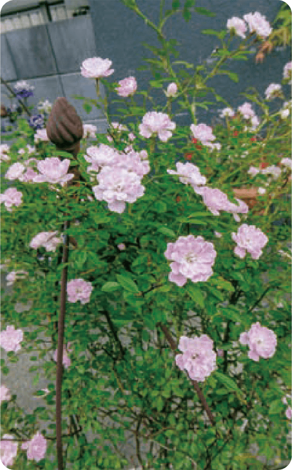 hb101_flora's tweet photo. #ミニバラ がHB-101できれいに咲きました。
#HB廣報 #植物活力液 #HB101
#野菜 #花 #果実 #農業 #ベランダ菜園 #家庭菜園 #観葉植物 #ガーデニング
#植物の栄養 #植物のチカラ #植物バイオ
#株式会社フローラ
https://t.co/Uam6PPclMh https://t.co/zhpMO7bgIO