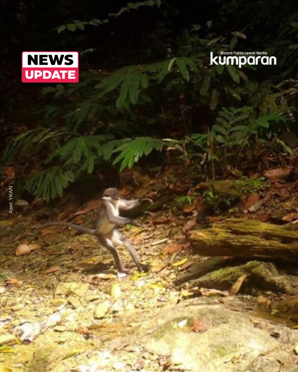 Sejumlah satwa langka dan terancam punah ditemukan di bentang alam Wehea-Kelay, Kalimantan Timur. Di antaranya orangutan Kalimantan (Pongo pygmaeus morio), lutung kutai (Presbytis canicrus), rangkong gading (Rhinoplax vigil), trenggiling (Manis javanica), beruang madu (Helarctos
