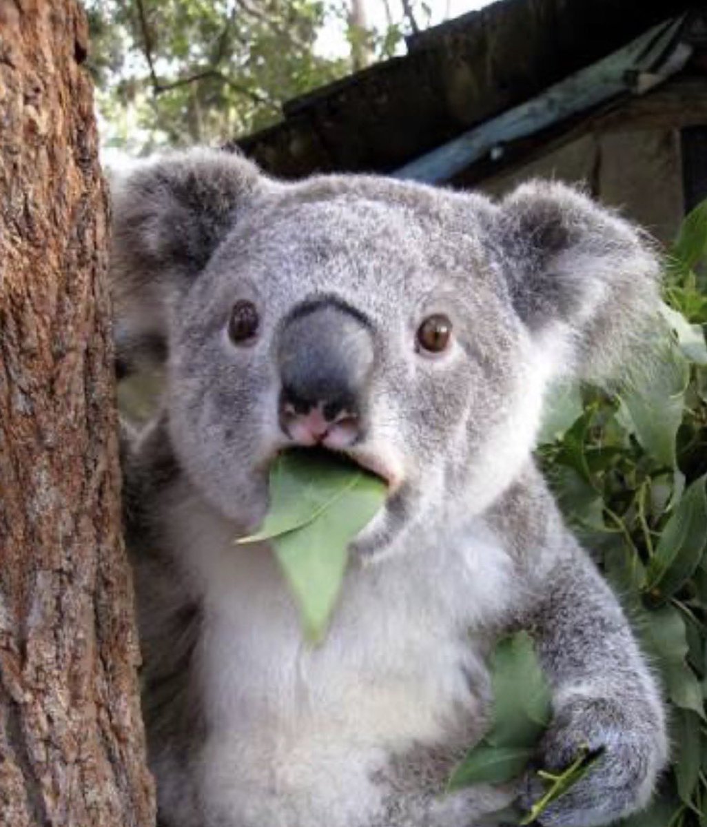 PeterBurnsESPN's tweet image. One of the wildest nights in SEC hoops in a while.

@KentuckyMBB comes back from down 18 to win at buzzer on road vs LSU

@OleMissMBB hits a buzzer beater to beat Georgia on the road.

#ShockedKoala