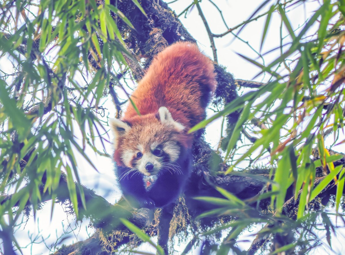 devasar's tweet photo. Tracking a Red Panda (Ailurus fulgens) is never about speed. It’s about reading signs: freshly nibbled bamboo shoots, scratch marks on mossy trunks, droppings tucked away on fallen logs. https://t.co/tWVYE2sVJC