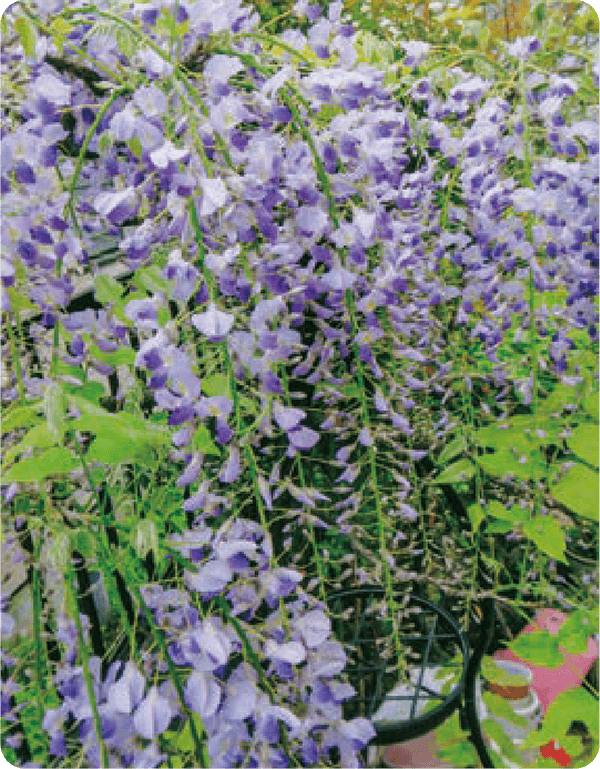 hb101_flora's tweet photo. HB-101で花が大きく、色鮮やかに咲いています。

#HB廣報 #植物活力液 #HB101
#野菜 #花 #果実 #農業 #ベランダ菜園 #家庭菜園 #観葉植物 #ガーデニング
#植物の栄養 #植物のチカラ #植物バイオ
#株式会社フローラ
https://t.co/Uam6PPclMh https://t.co/lwJUKeVHPx