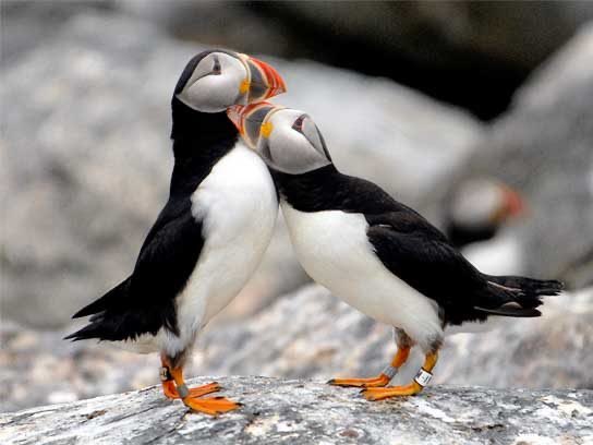 Lovely puffs #puffins