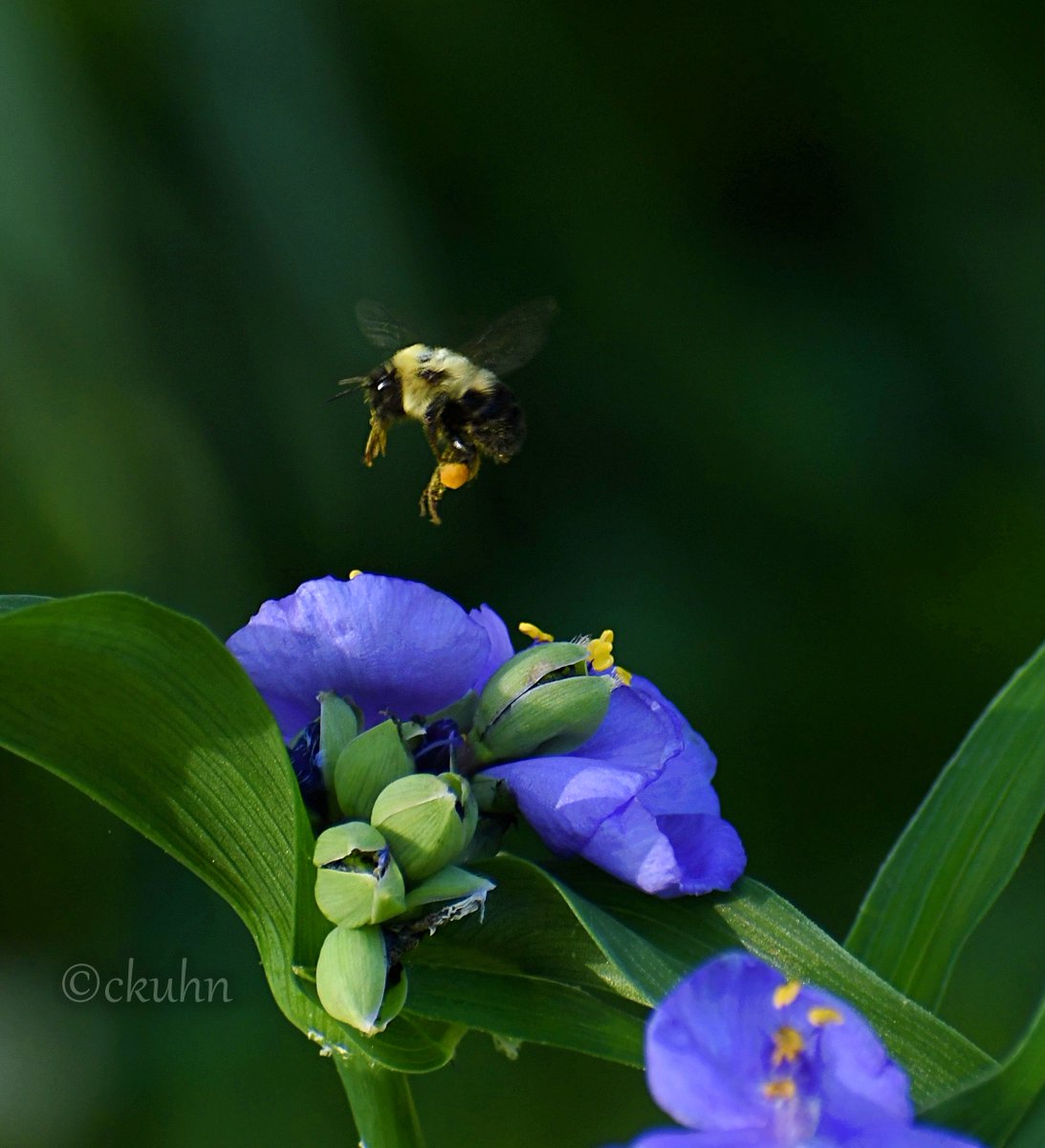 "The Secret Life of Bees" 🐝🌸
#AlphabetChallenge #WeekBforBooks #Bees #Insects #FlowerPhotography