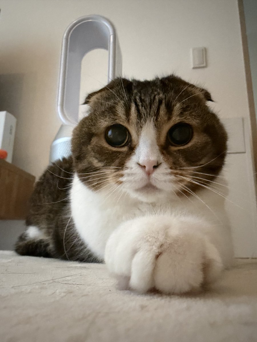 スコスコぽこ太郎&うま次郎 (@PocoUma) / Posts / X