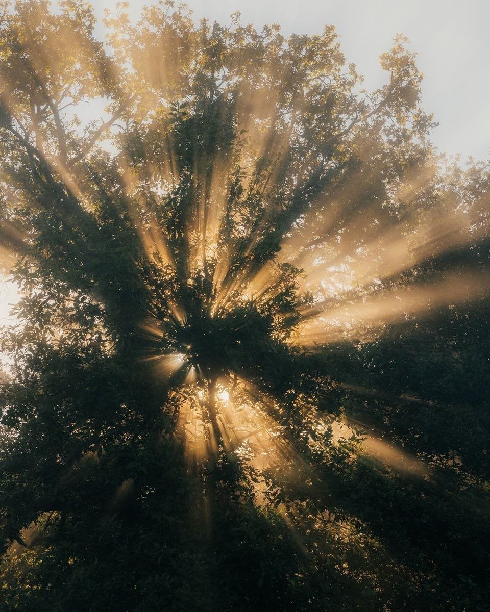 earthcurated's tweet image. ✨