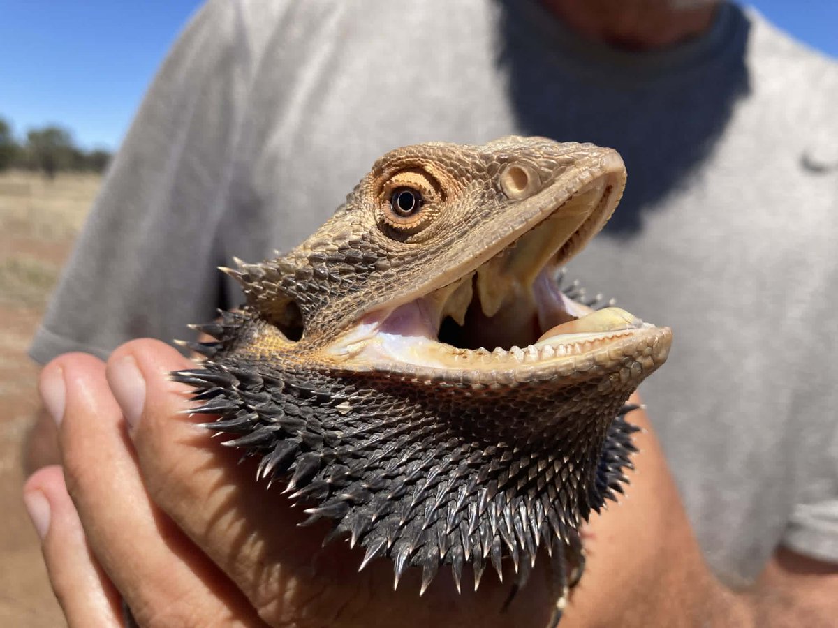 VetGurus tweet media