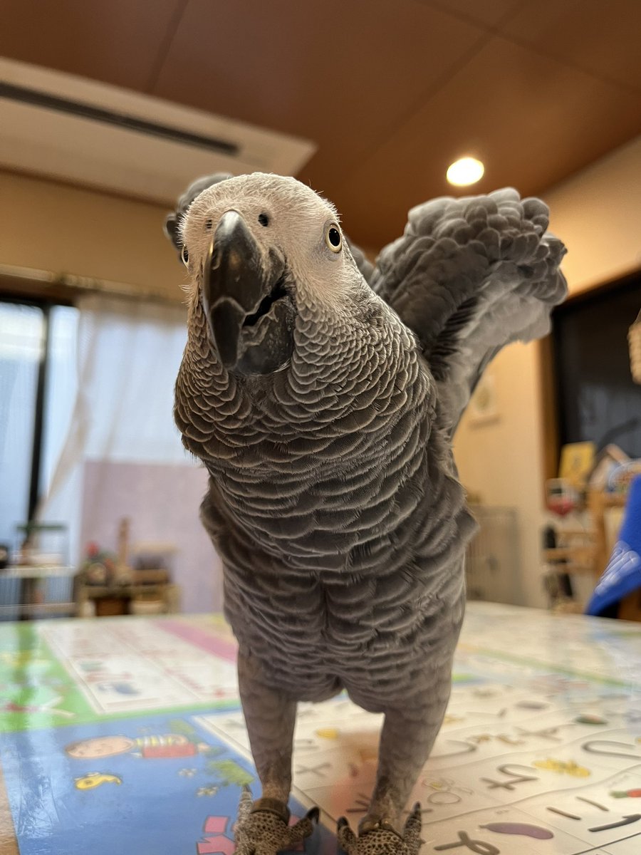 hrnee's tweet image. おはようございます。
#ほんじつのピルスくん 
#ヨウム #ヨウムのピルス