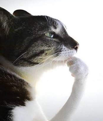 PLIICA 👻 tweet media