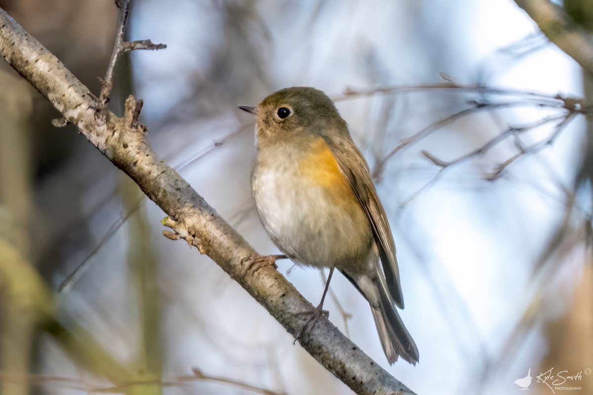 Kyle Smith 🏴󠁧󠁢󠁳󠁣󠁴󠁿 tweet media