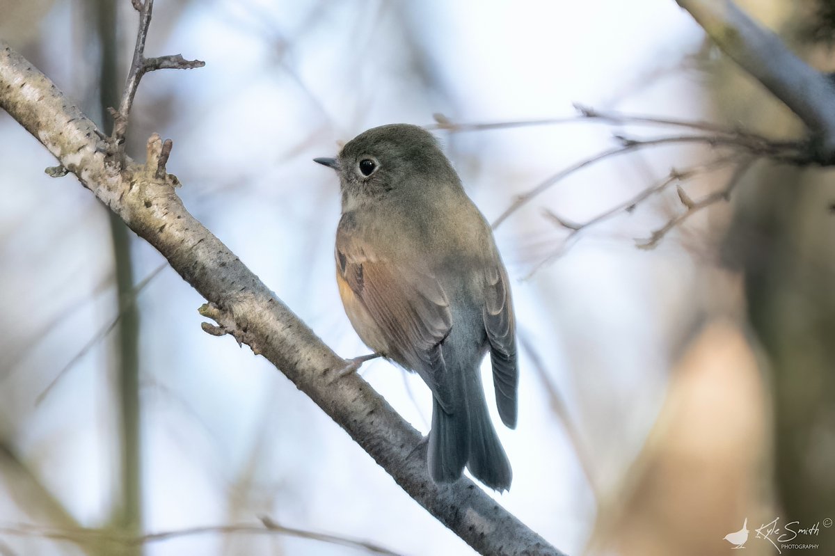 Kyle Smith 🏴󠁧󠁢󠁳󠁣󠁴󠁿 tweet media