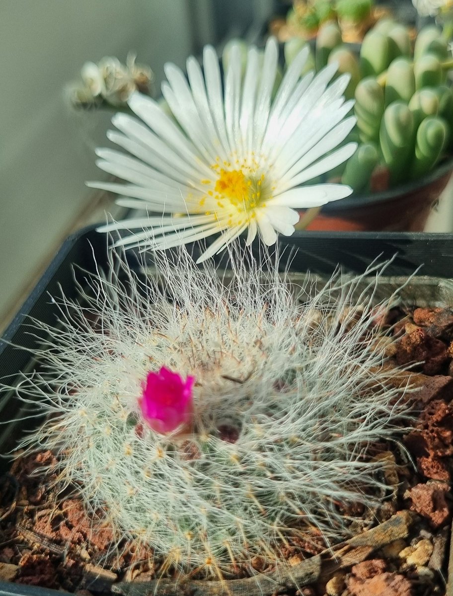 Posando para el #MiércolesDeCactus ✨️