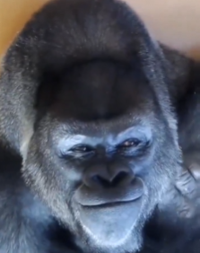 BasedBigG's tweet photo. @heyibinance solana tradors will say ape this ca rs7qW8QPaF94h9JYaWjX5j64Z3p8cMSWmCYmo2Pq6HH https://t.co/2OAEM8pkhz