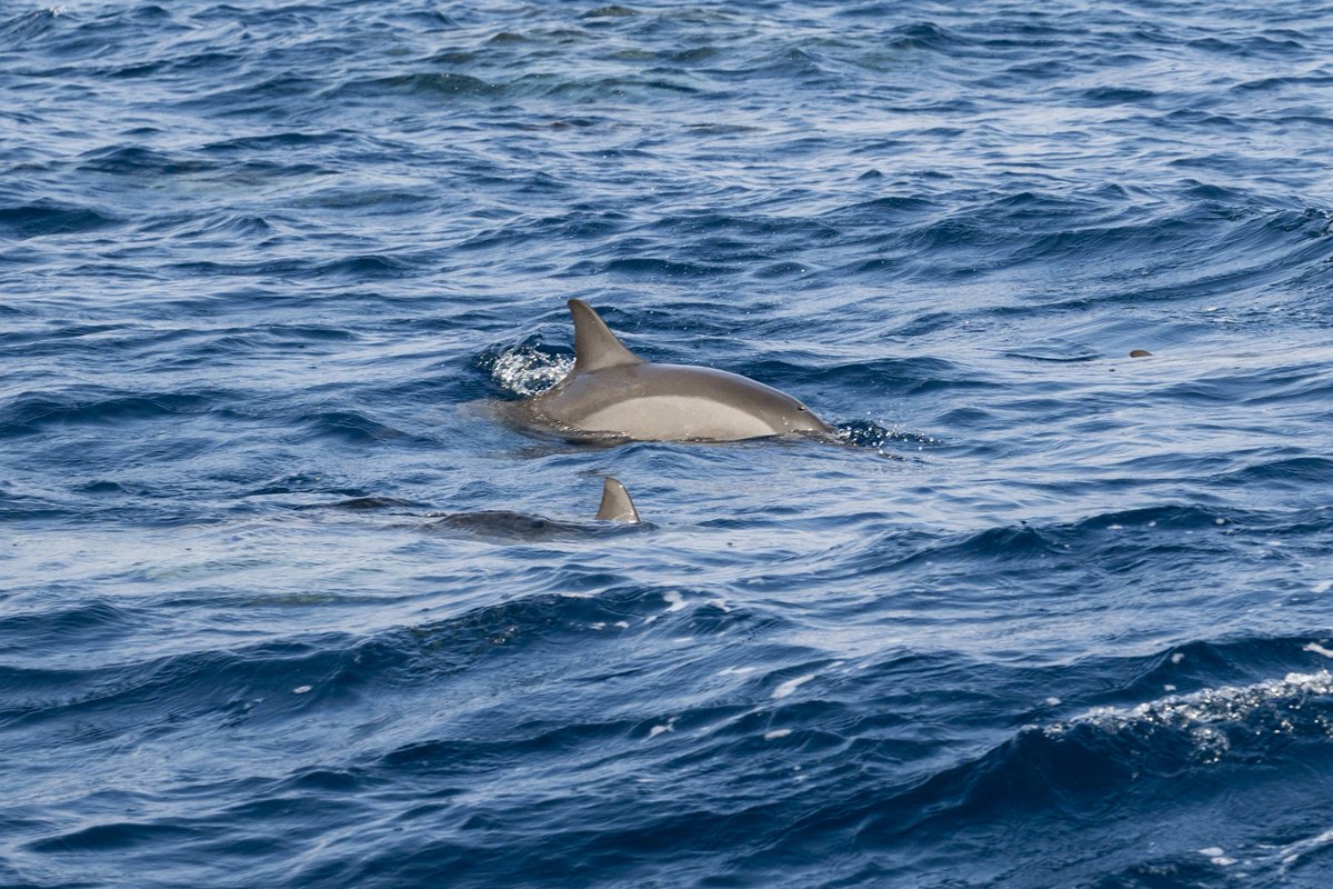 في مشاهد آسرة تعكس التنوع البحري بمنطقة مكة المكرمة ..  
أسراب الدلافين تحوّل جزر محافظة الليث إلى مسرح طبيعي نابض بالحياة 🐬