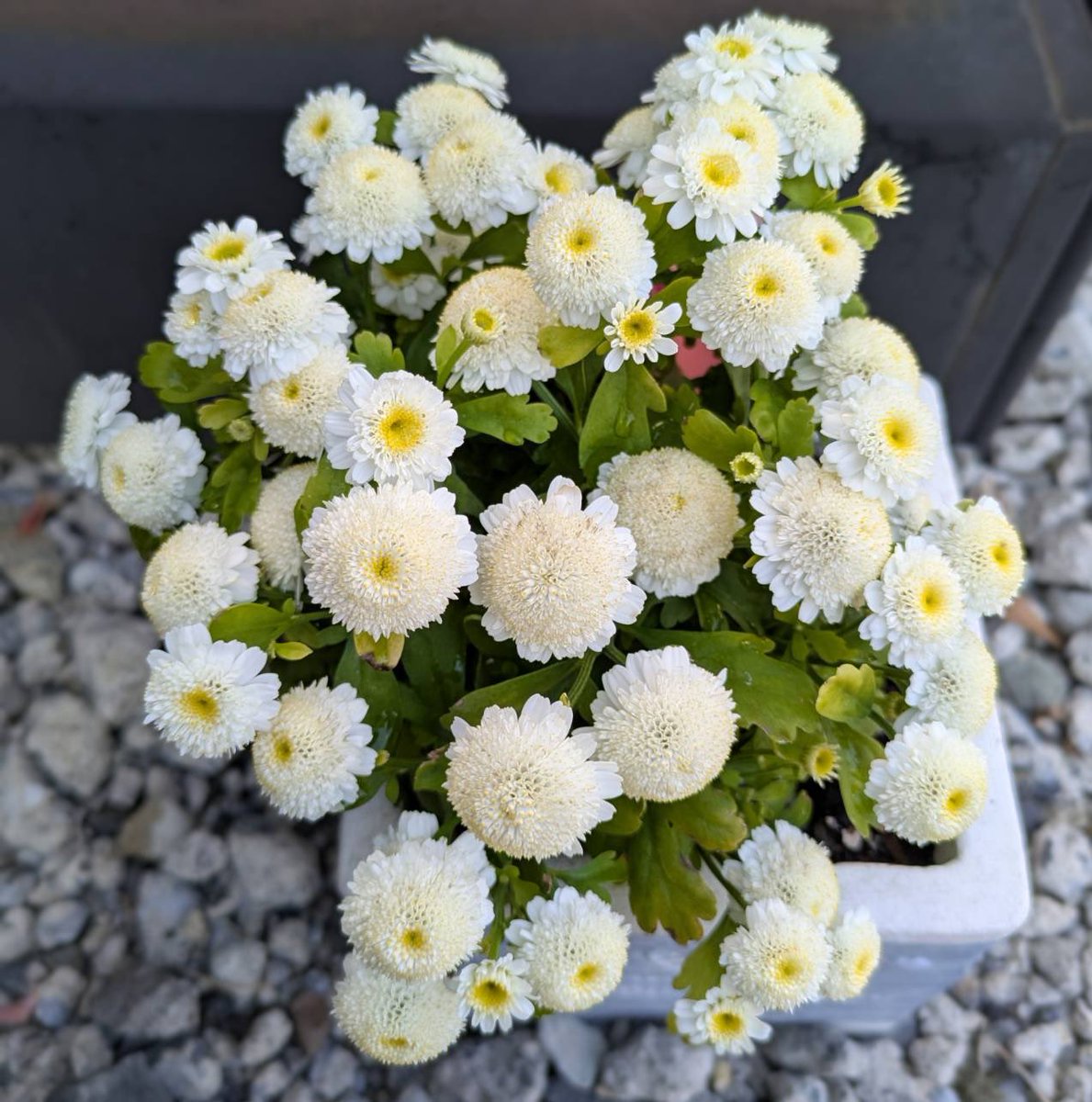 のんのん (@No1_nonon) / Posts / X