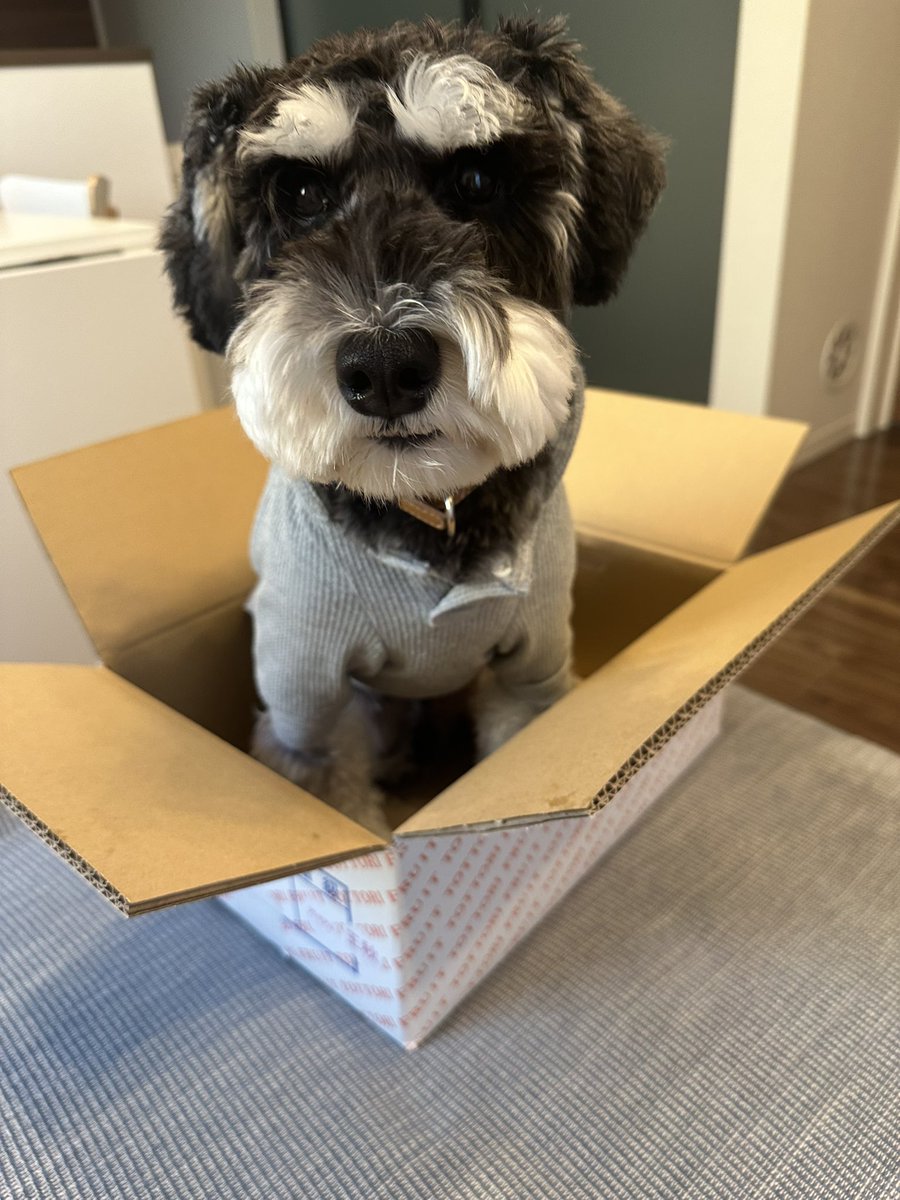 menchi_ms tweet media