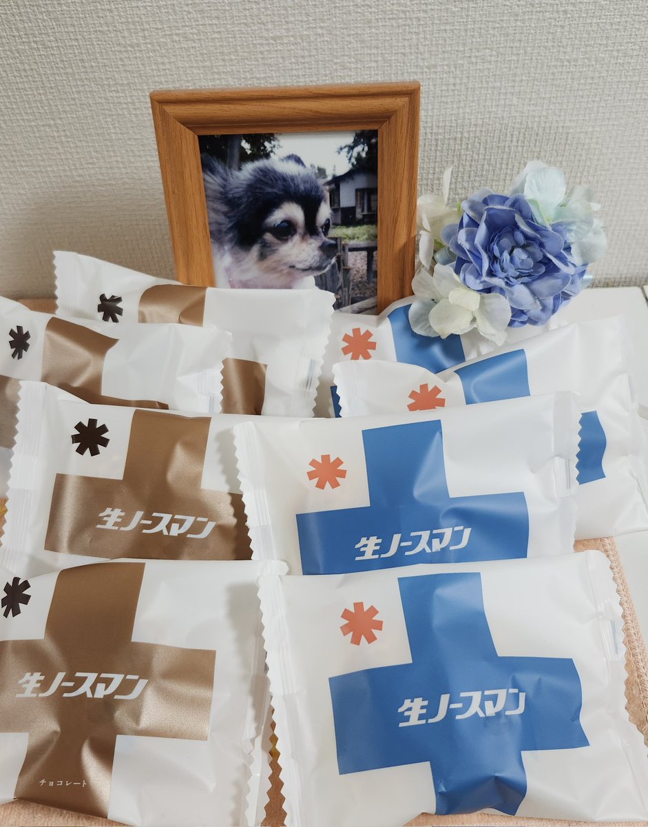 coflumpool's tweet photo. 2026年1月15日 モカの月命日
今年もモカを大事に思って
毎日過ごします。
モカに会いたい

#チワワ
#月命日
#ペットロス
#会いたい
#寂しい
#一番大事 https://t.co/CmELCxb4Vr