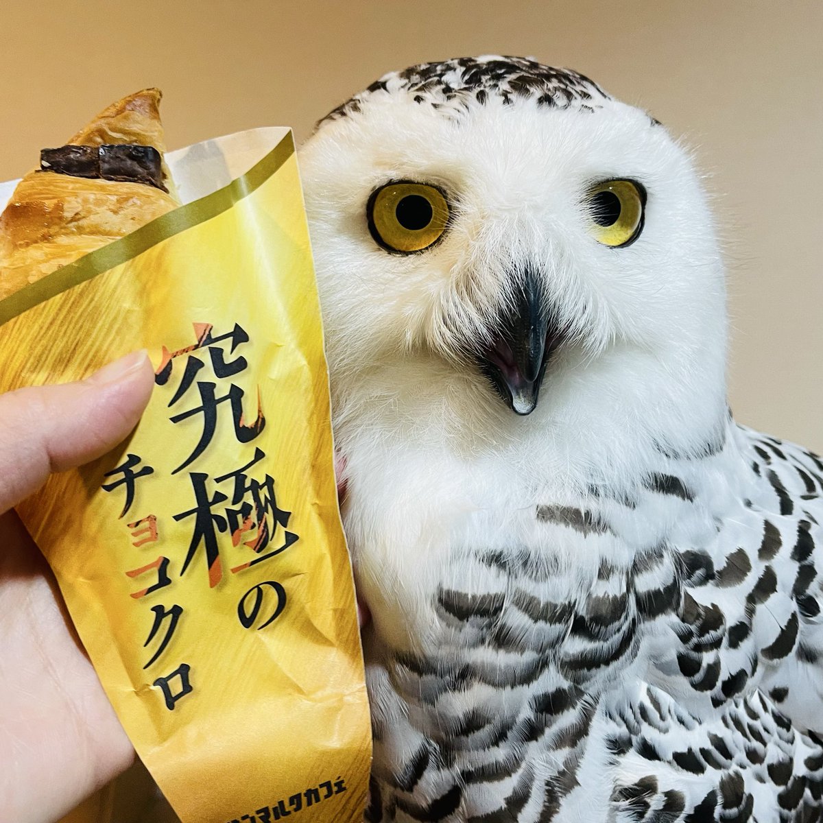 究極のチョコクロとシロフクロウ