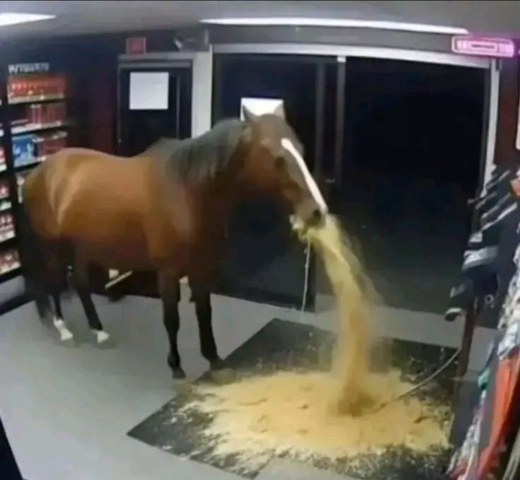 horse (archived) (@rllyhungryhorse) on Twitter photo 