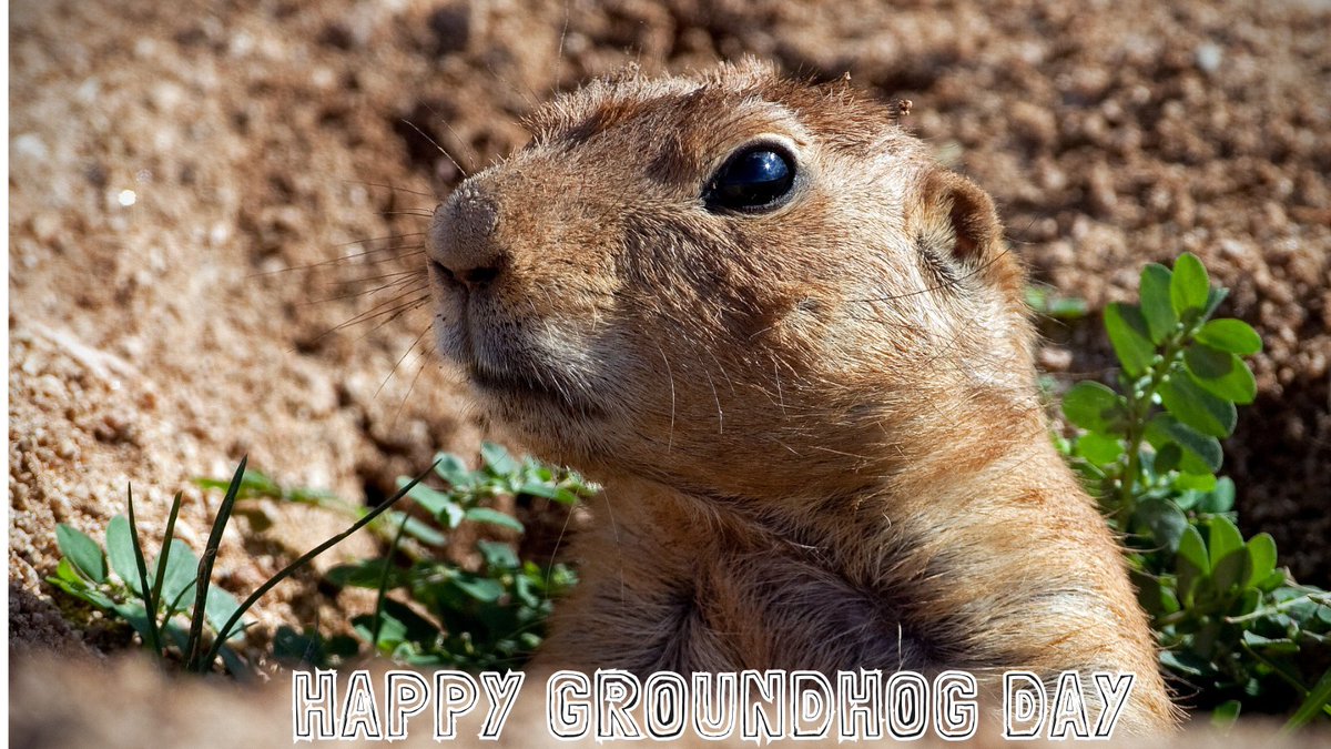 vCreative tweet media