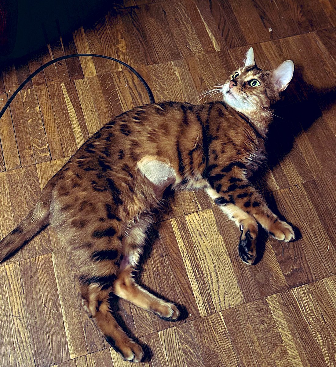 tiramisooqa's tweet image. А мы вот попробовали тут по кабелю шерсть загрузить на кошку. Вроде получилось нормально, сейчас-то уже загружено всё👌🏻