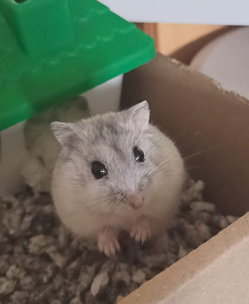 ChromySource's tweet image. Ya han pasado meses desde que Yuki decidió partir, pero para mí su presencia siempre seguirá conmigo presente 💞