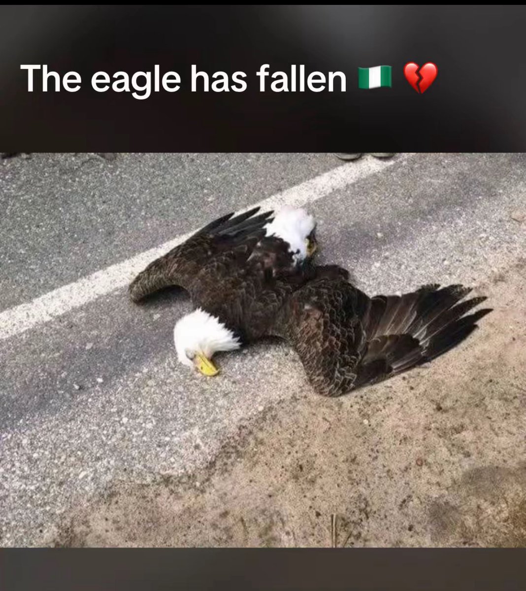 The eagle couldn't fly