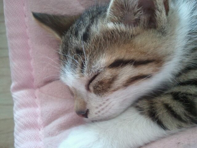 ..... 자고 일어났는데 저희집 고양이가 고양이 별로 떠났네요 어제도 잘 놀고 제 배위에서 자고 그래서 아직도 안믿기는데... 이 글을 보시는 모든 분들 저희 축복이 좋은 곳 갔길 한번씩 기도해주세요