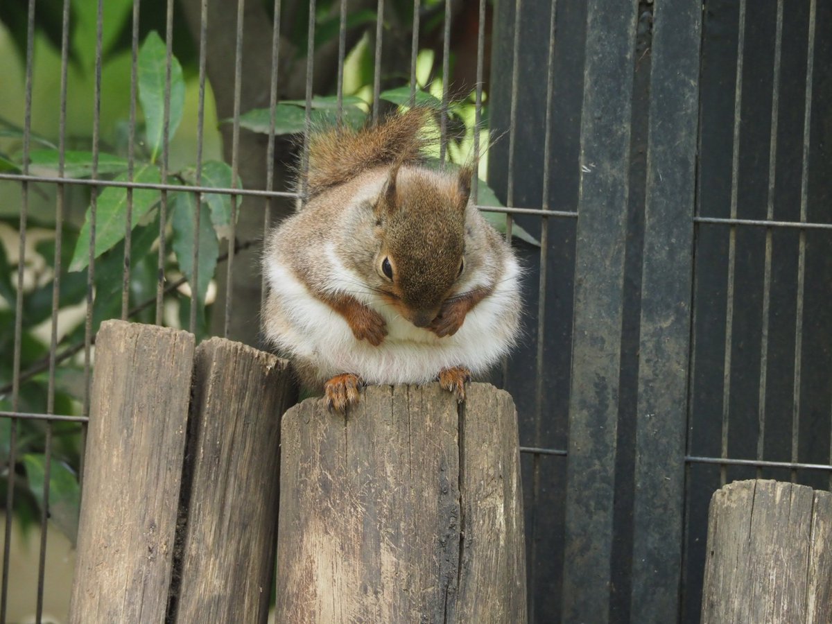 年末から食べすぎた結果が… 🐿
