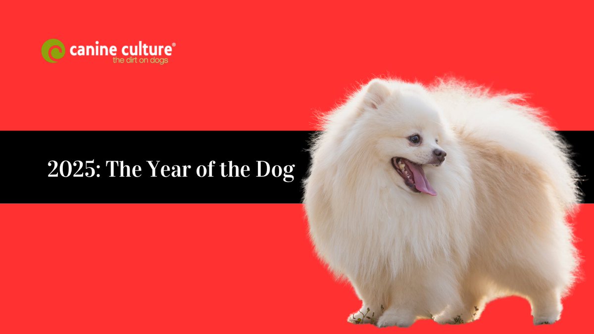 CanineCulture's tweet image. We’re here—and the world for dogs has changed.🐾 2025 was a landmark year for canine rights, from new laws in Canada 🇨🇦 to scientific breakthroughs in the US🇺🇸. Read all about it canineculture.ca/2025-from-dire…  #CanineCulture #DogAdvocacy #AnimalRights #AnimalWelfare