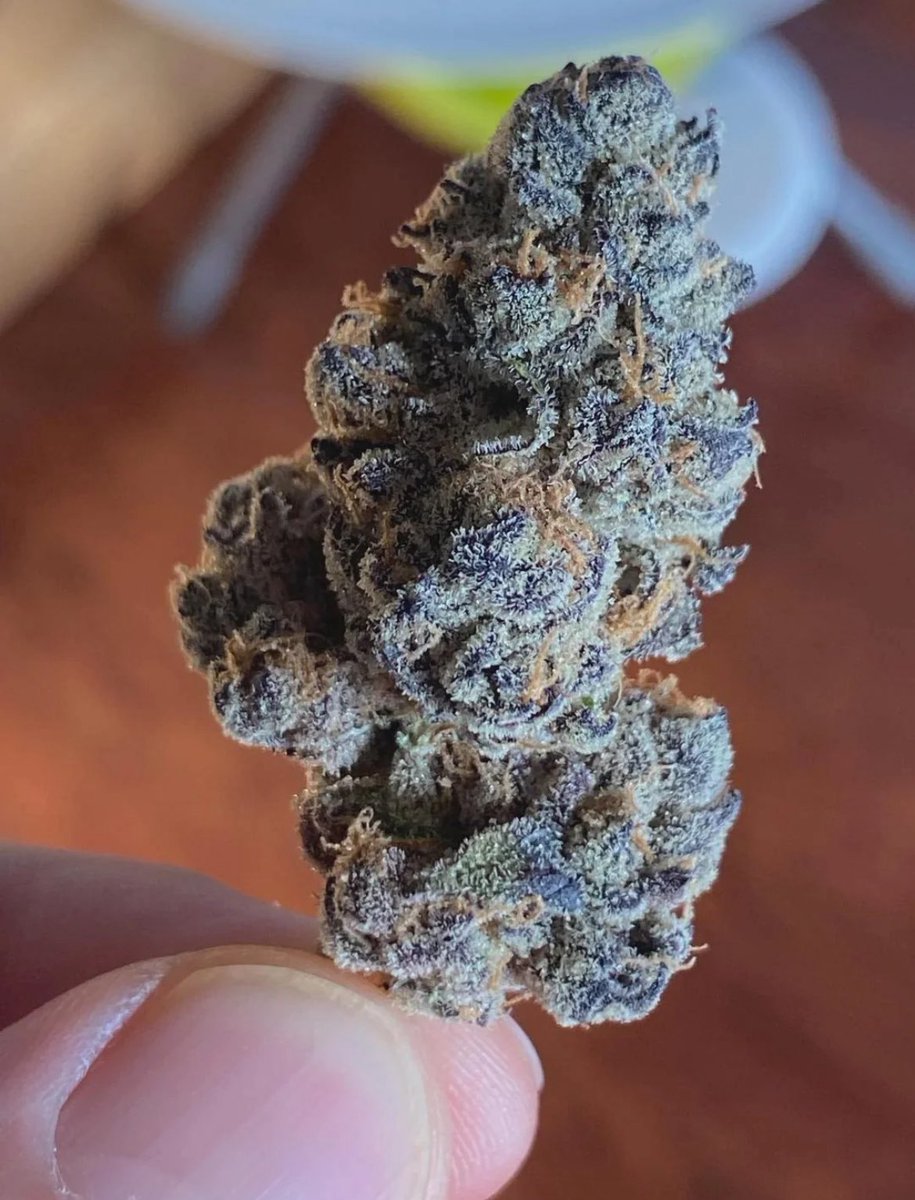 zengarden_weed's tweet photo. Joker Juice

#weed #hightweets #Mmemberville https://t.co/rRqOxrkk5b