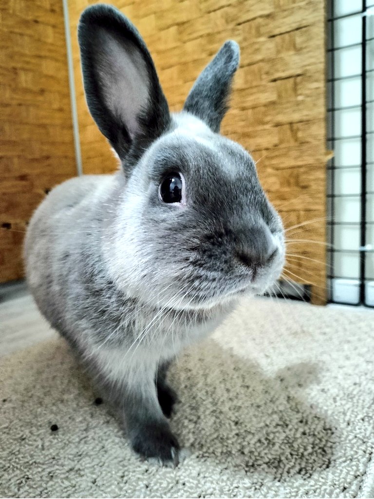 おはようございます🐰🎶