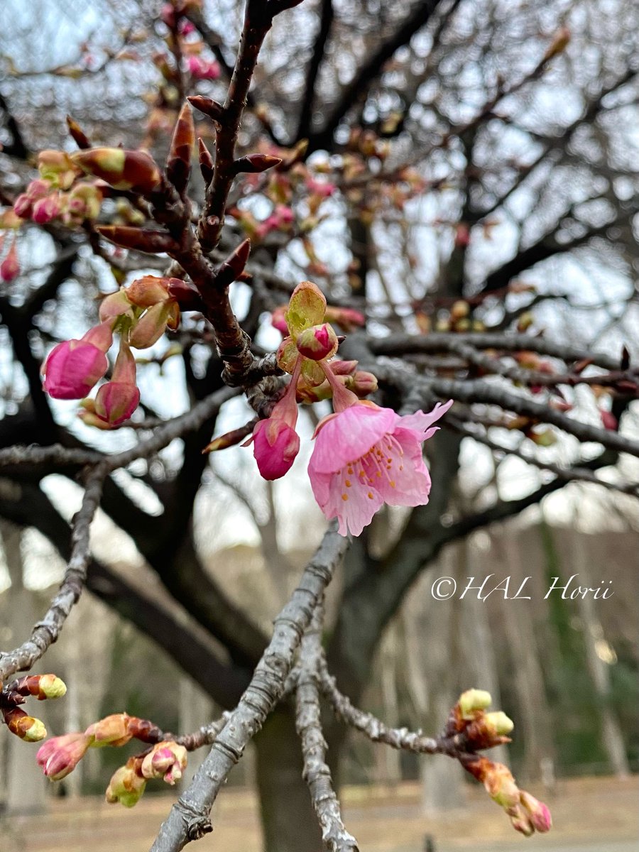 HALHoriiart's tweet image. 河津桜🌸
#flower #nature
#NaturePhotography