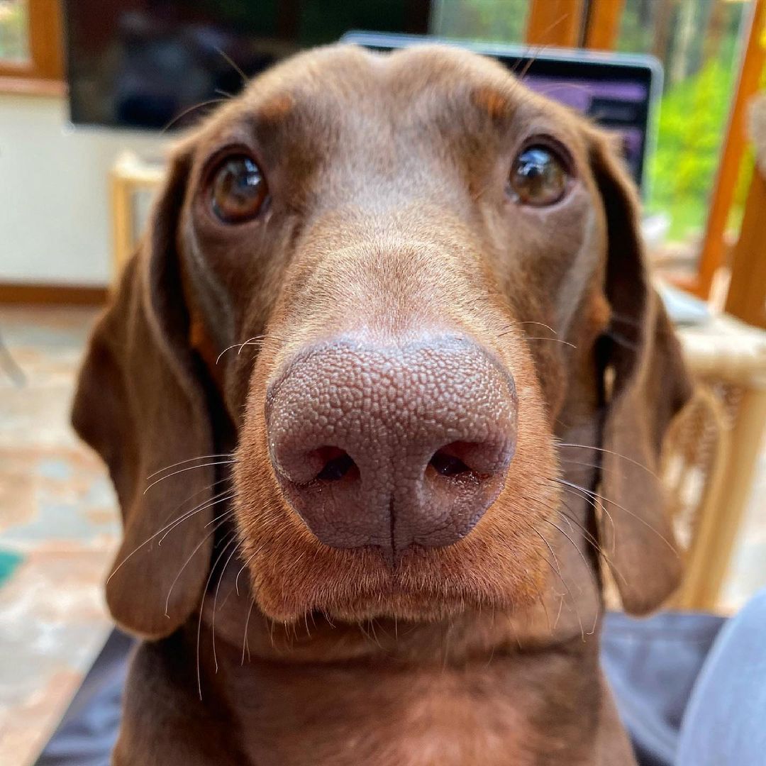 salsichinhas's tweet image. Lindo na foto 3x4