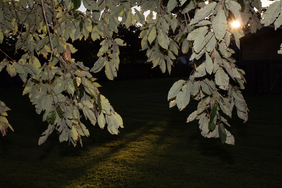 thesoggyblanket's tweet image. shooting photos towards the sun