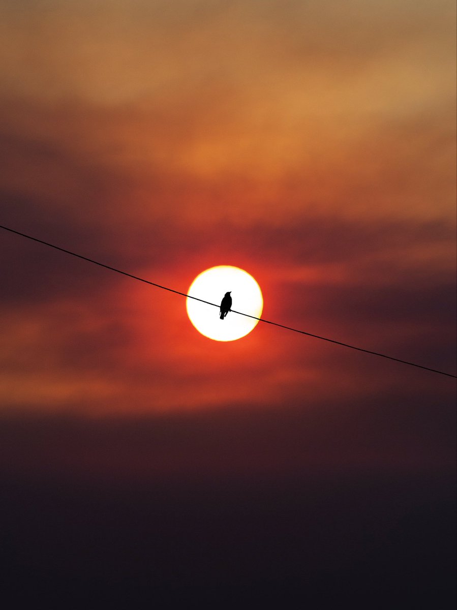 thesoggyblanket's tweet image. shooting photos towards the sun