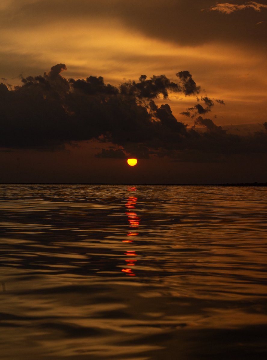 thesoggyblanket's tweet image. shooting photos towards the sun