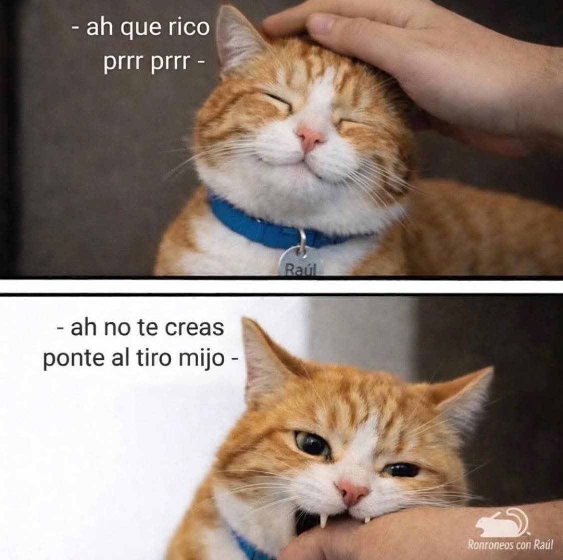 DiloConGatitoz's tweet image. 