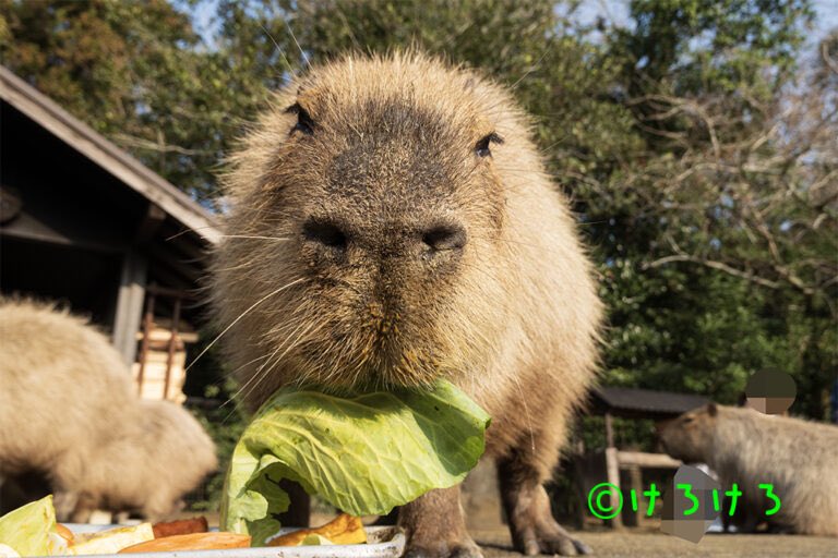 けろけろ (@capyanimal) / Posts / X