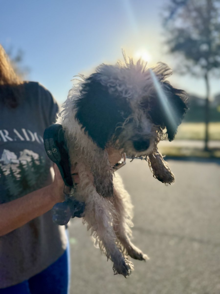 Windermerehomes's tweet photo. 2026 and back on X with a new companion !! Meet Elliot https://t.co/ieKpsLaAu0