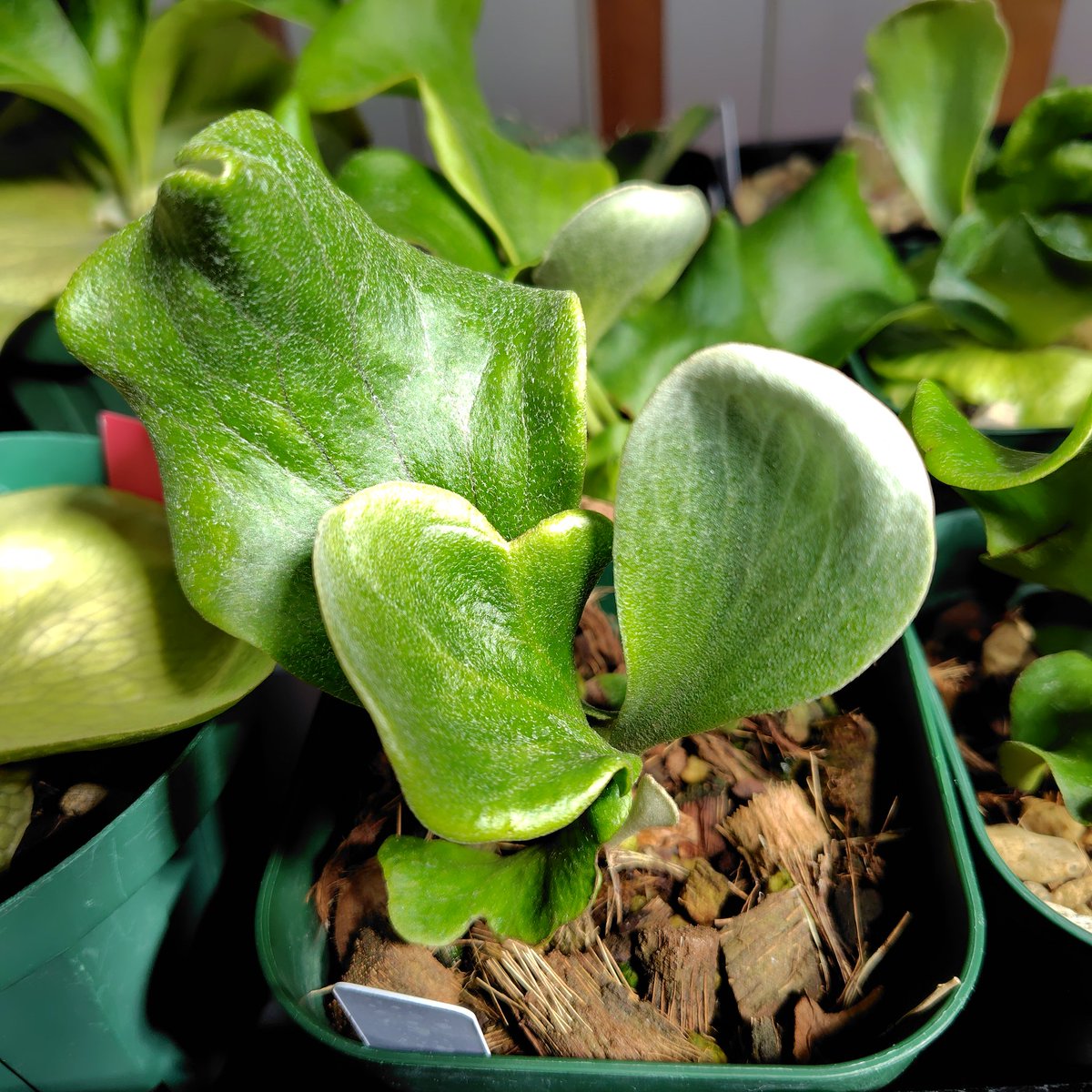 白筋きてます
#ビカクシダ
#platycerium