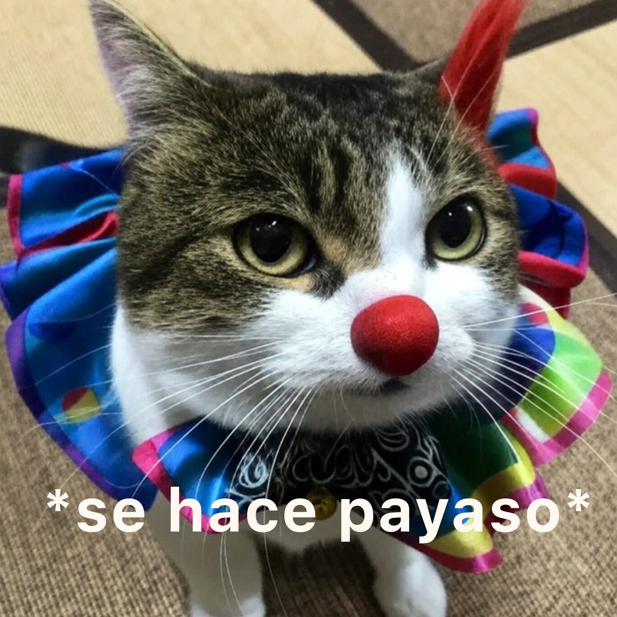 Alecqueso's tweet photo. @yoracrab Oh what a cool ninja i think he love dance https://t.co/jqFC0CvAQ5