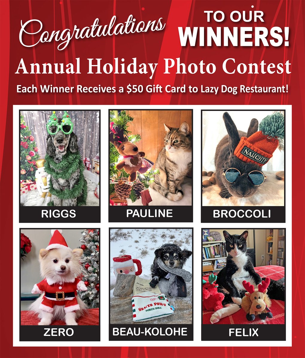 Las Vegas Pet Scene tweet media