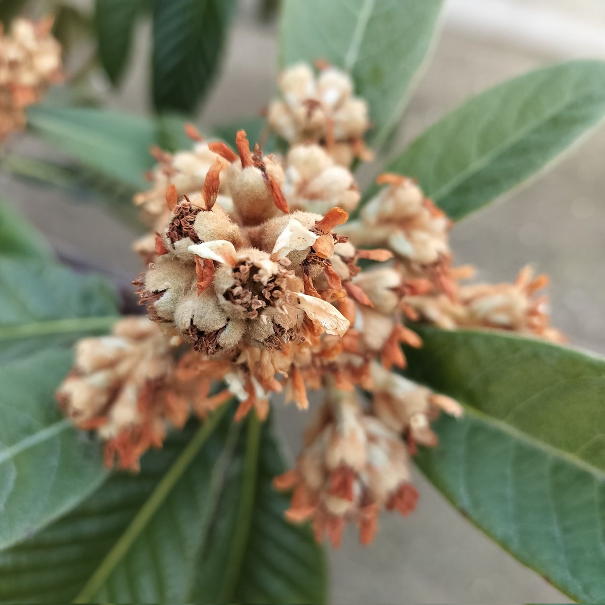 masamasa1's tweet photo. It's a beautiful sunny day in Takaishi. The chrysanthemums are starting to bloom. I hope the loquats will bear fruit in the spring after their flowers have fallen. I'm growing pea sprouts in my kitchen. #homegarden #chrysanthemum #loquat #peasprouts https://t.co/0pWrAl7LUM