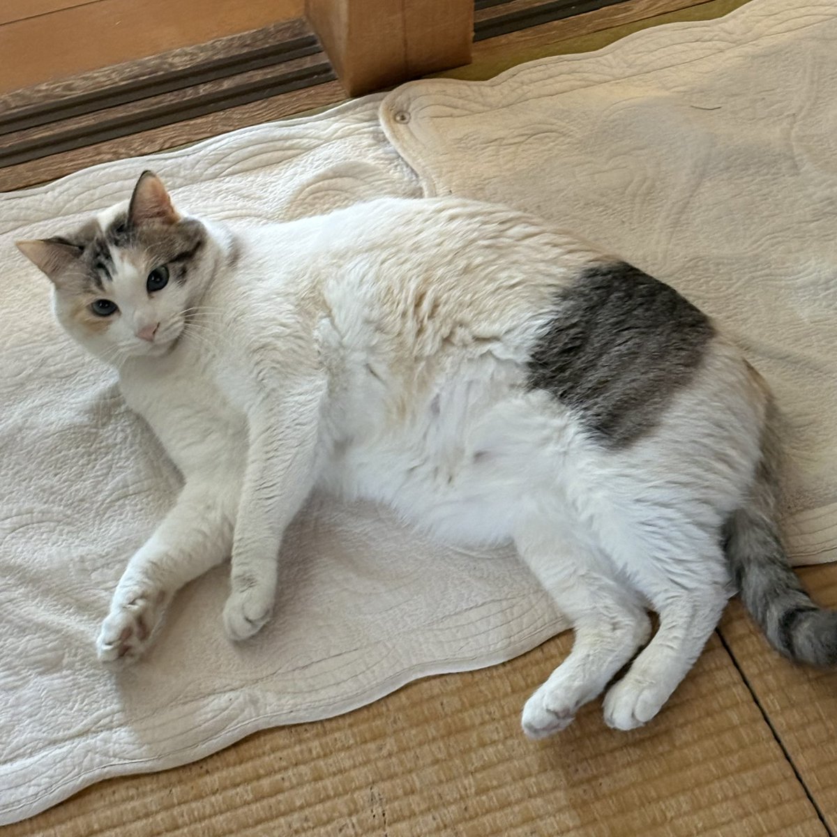 ニコ太郎 にこ太郎Gaming (@nikotarosun) / Posts / X