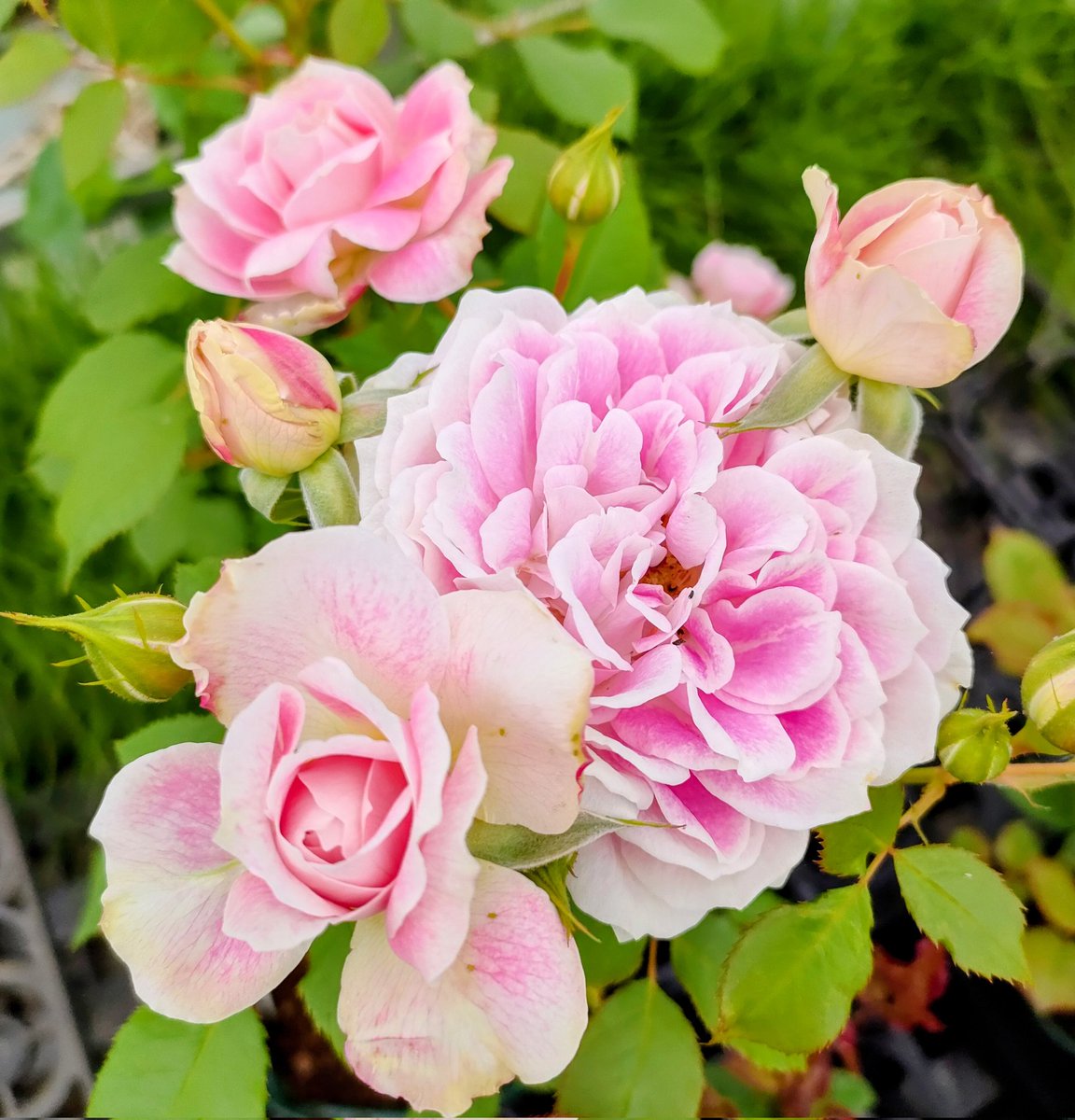 てんちょー🌹ピーキャットローズショップ（バラ苗・園芸資材