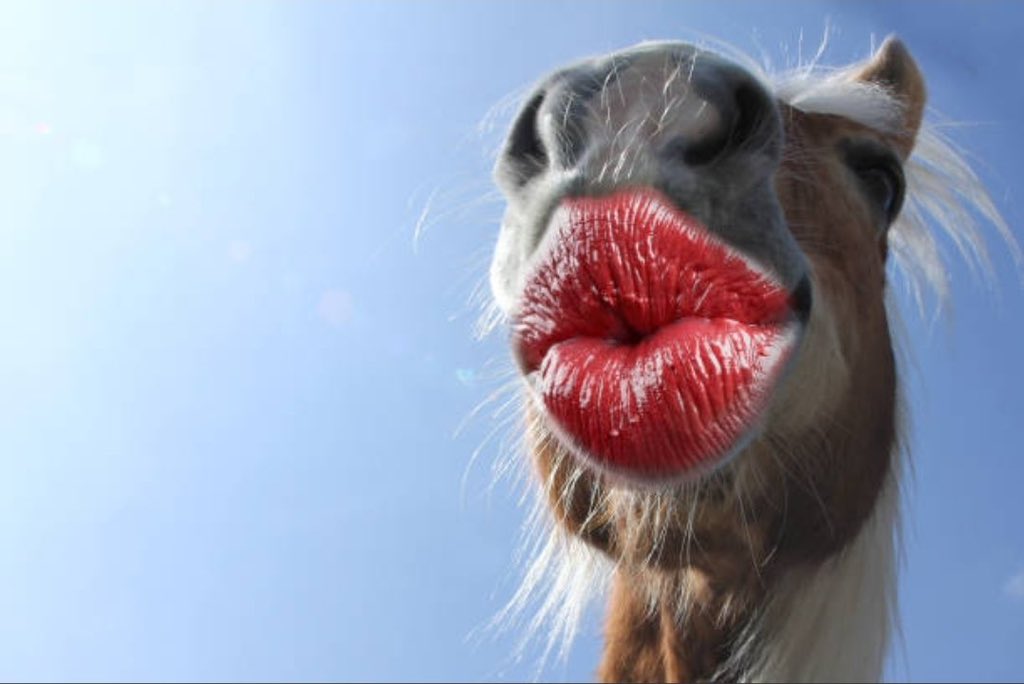 <a href="/slingoorio/">slingoor (LMAOxxing)</a> Its okay just see the $horse 
EqquikmAsy62SHadHzHnVXWusLRnWtP2vgseAthdpump