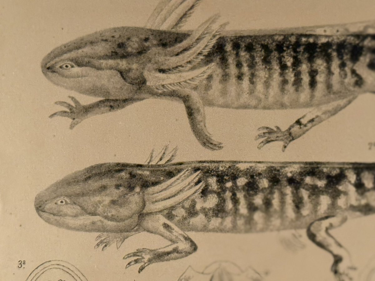 César Hernández tweet media