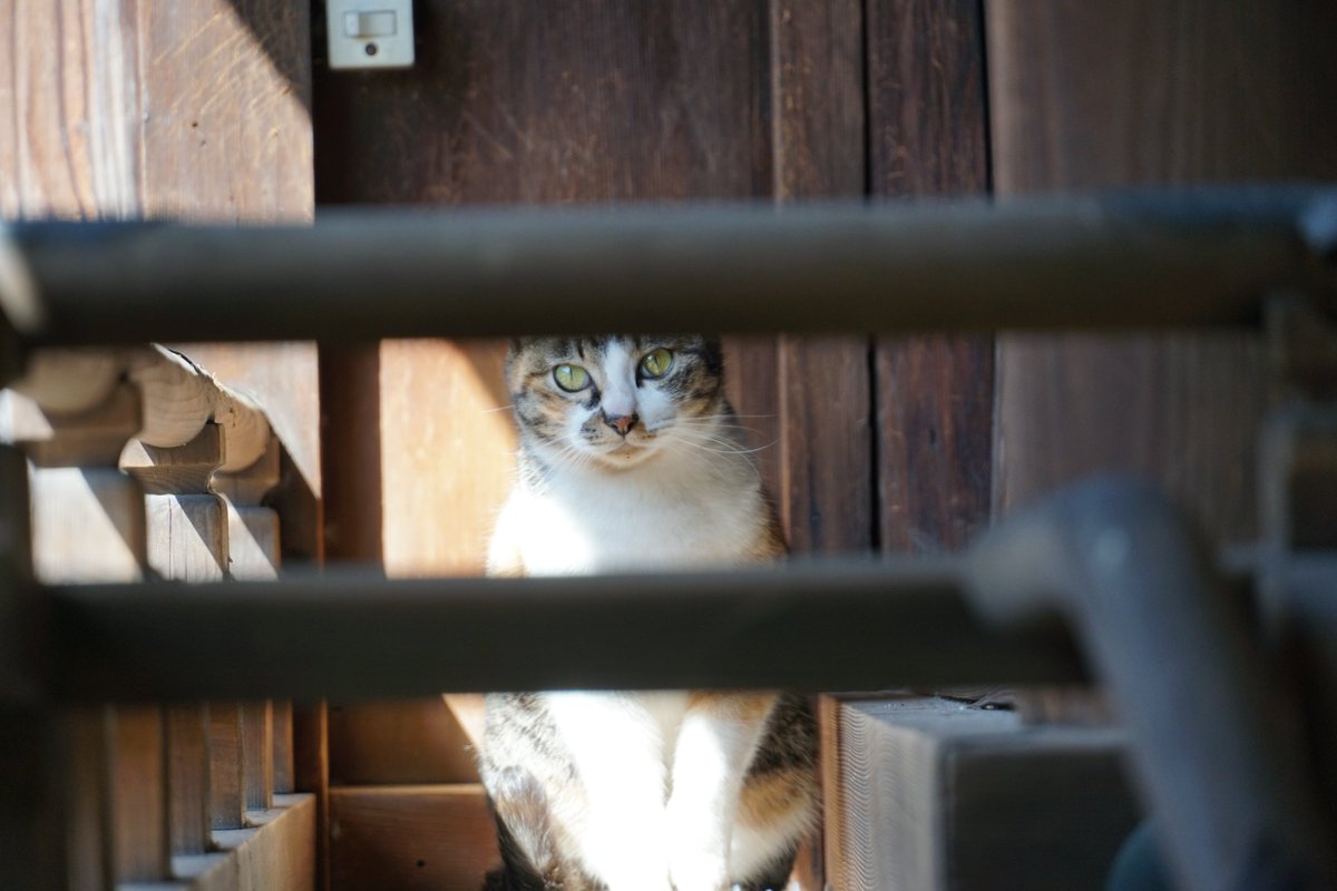 猫を飼うと日常が激変します🐾