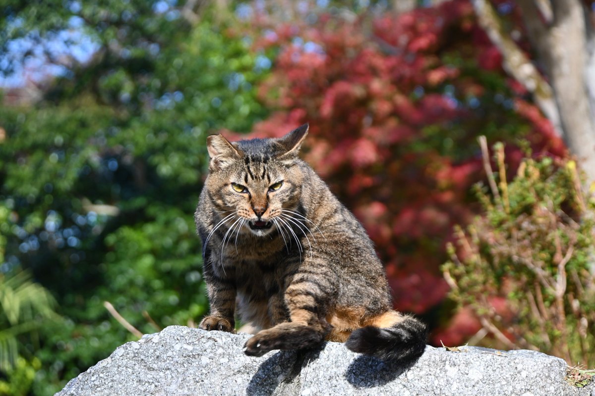 猫を飼うと日常が激変します🐾