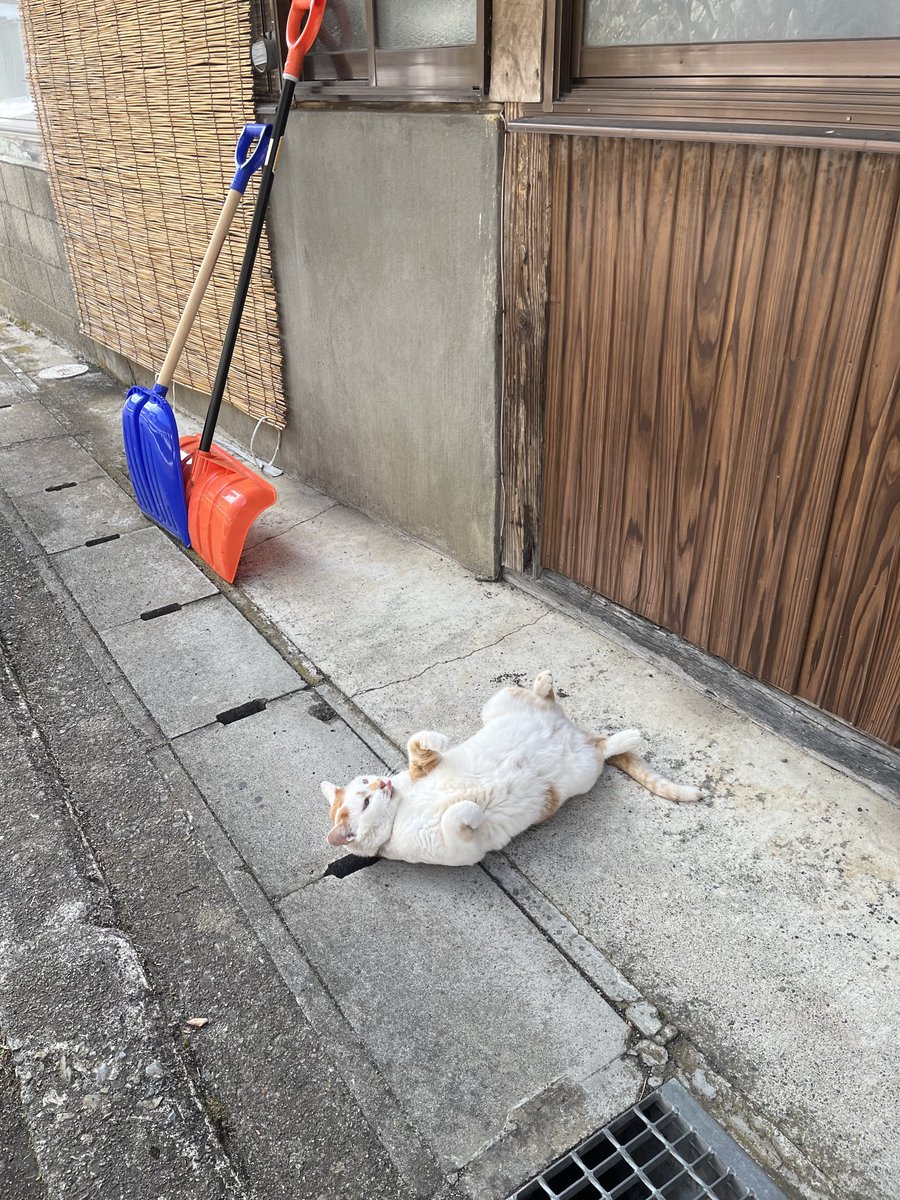 don_guri_gura's tweet image. 玄関先 猫落ちてる